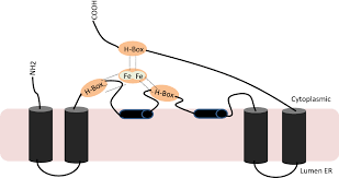 Image result for Leucas milanjiana