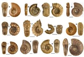 From french ammonite, from latin ammōnis (cornū) (horn of ammon), as it was called by pliny the elder. Ammonites Caracteristiques Des Unites U1 U2 Et U3 Aptien Download Scientific Diagram