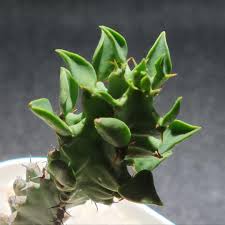 Image result for Euphorbia contorta