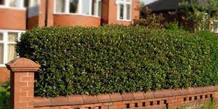 There are a few on the other hand, if you spaced your hedge plants further apart, it would take a bit longer to get a really. Holly Hedging Guide A Guide To Holly Ilex Hedge Plants