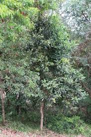 Image result for Syzygium owariense
