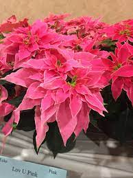 Pin On Poinsettia Varieties