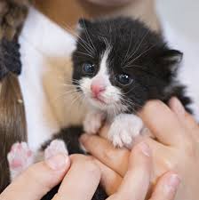 Among many cat breeds, grey and white cat breeds are common. Kittens Cuckoo4design Kittens Cutest Black And White Kittens Cats And Kittens