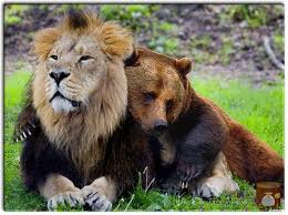 Funny Real Bears Http Www Funnyzone Org Wp Content Funnyzone Jpg Unusual Animal Friends Animals Friendship Unlikely Animal Friends