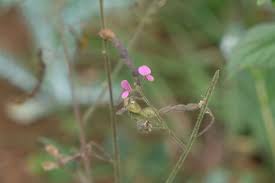 Image result for Desmodium tortuosum