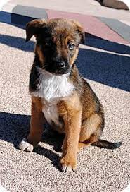 Black And Tan Coonhound Mixed With Rottweiler Phoenix Az Bluetick Coonhound German Shepherd Dog Mix Meet Merry A Puppy For Adoption Bluetick Coonhound Dogs Puppies