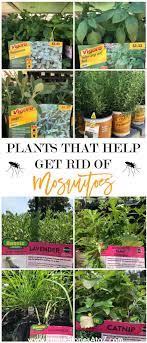 We did not find results for: 5 Tips For Controlling Mosquitoes Bugs This Summer Plants Citronella Plant Mosquito Plants