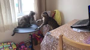 Iki Kedi Arasinda Gecen Tartisma Kavga Kapisma Beden Dili Cute Cat Action Hayat Dedikleri Youtube 2020 Kedi Sevimli Kediler Ikiz