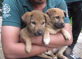 Image result for kerla flood