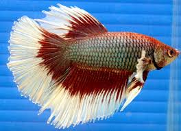 There's even a term for this type of living arrangement. Difference Between Male And Female Betta Fish Coolfish Network