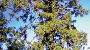 Image result for Arauk rie Araucaria