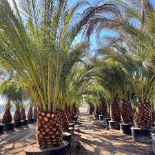 Image result for Phoenix canariensis