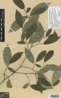 Image result for Trilepisium madagascariense