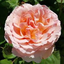 Charlene wittstock est née le 25 janvier 1978, au zimbabwe. Moderne Edelrose Rose Princesse Charlene De Monaco Rosa