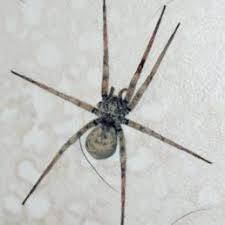 Spiders In California Species Pictures