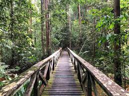 1,959 sarawak borneo premium high res photos. Sarawak Borneo A Nature Lover S Dream Rad Season