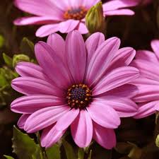Image result for foto Osteospermum