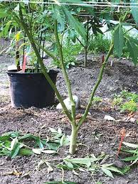 Like any other plant, some basic requirements need to be met in order for the plants to grow and develop properly. Why Grow Cannabis At Home Maine Organic Farmers And Gardeners