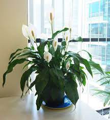 We did not find results for: Top 10 Indoor Plants That First Time Gardeners Can Grow Easily Plant Decor Indoor Flowering Plants In India Indoor Plants India