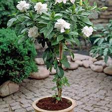 Up to 50 feet tall. Pin By Dee Mcguire On Plants And Trees I Like Gardenia Trees Fast Growing Trees Flowering Trees