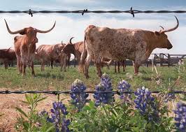 Descended from cattle that thrived in arid parts of southern iberia, these cattle have been bred for a high dr. Ut Research Traces Longhorn Cattle History To Middle East And India