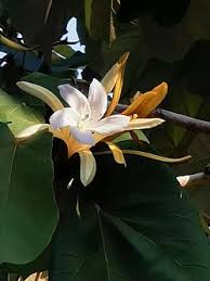 Image result for Malvaceae subfamily Grewioideae