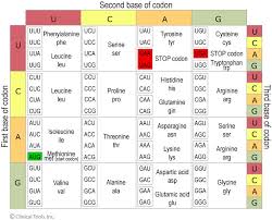 Dna Genes And Chromosomes University Of Leicester