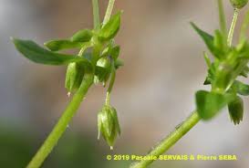 Image result for Stellaria pallida