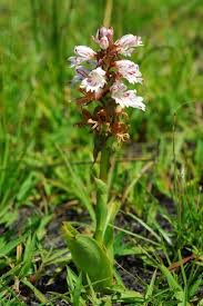 Image result for Satyrium macrophyllum
