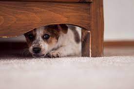 Do You Have Scared Puppy? What To Look For — And How To Help Him