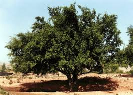 Image result for Ziziphus mauritiana