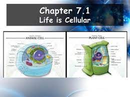 Thin flexible barrier that surrounds a cell. Lesson Overview 7 1 Life Is Cellular Ppt Video Online Download