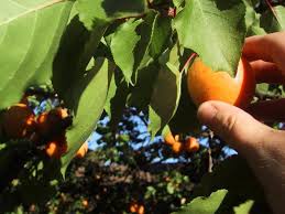 Maybe you would like to learn more about one of these? Apricot Varieties Cultivation Care