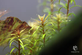 Image result for Rotala mexicana
