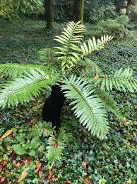 Image result for Blechnum tabulare