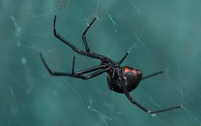 But its name comes not so much from the spider's ability to kill humans, but from a cannibalistic behavior noticed in the species during copulation. Conroe Homeowners Guide To The Black Widow Spider