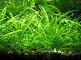 Check spelling or type a new query. 5 Jenis Tanaman Aquascape Rumput Yang Mudah Dipelihara