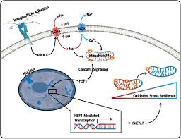 I am back with another instructable.in electronics, a continuity tester is a very important tool. Adhesion Mediated Mechanosignaling Forces Mitohormesis Biorxiv