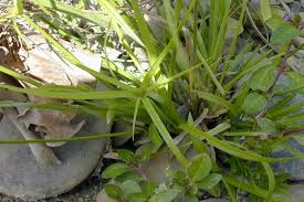 Image result for Kyllinga erecta