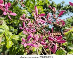 Image result for Congea