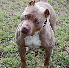 pin by wilzifer moreno on will pit pitbulls bully dog red nose pitbull