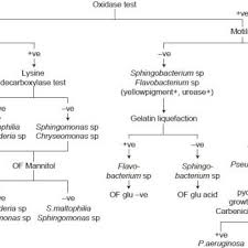 scheme used in the study for identification of nonfermenting