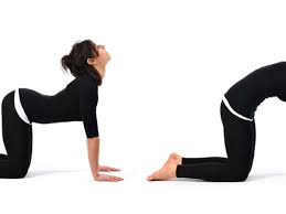 Start by coming on to the ground or yoga mat and find the table top position on your is the breathing confusing? Yoga Poses Cow Cat Back Stretch Pose Workout Trends
