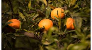 De texture légère, ce spray pénètre rapidement et ne laisse pas de film gras. Comprar Naranjas Al Por Mayor Online