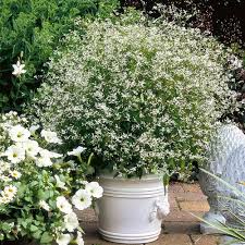 Maybe you would like to learn more about one of these? 40 Best Flowers For Full Sun Heat Tolerant Flowers For Containers
