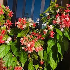 Image result for Combretum indicum