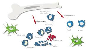 Blood and bone marrow donation: Bone Marrow Concentrate Bmc Anova Irm Germany