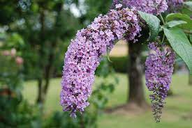 Find the perfect summer flowering plants stock photos and editorial news pictures from getty images. Purple Ireland Summer Time Lavender Flowers Flora Summer Flowering Plant Flower Plant Fragility Pxfuel