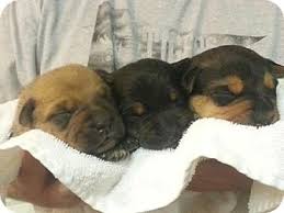 Teacup yorkie puppy teacup yorkie puppythis puppies are for adoption to anyone interested in. Des Moines Ia Australian Cattle Dog Meet Puppies A Pet For Adoption