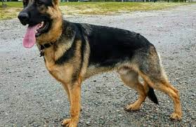 Akc working class german shepherd pups i have 4 girls and 4 boy left :) parents are from outstanding akc quality german shepherd puppies, champion imported schiii working lines everything you could ask for!*! Vomweiland German Shepherd Puppies North Carolina 330 Clark Rd Bath Nc 27808 Yp Com